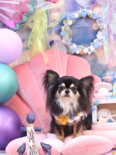 20240811アリューくん